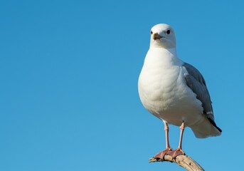Obraz premium Elegant seagull perched serenely against a pristine cerulean canvas