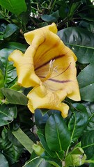 The Manila Palm, or Adonidia merrillii, is a small, elegant palm tree known for its smooth gray...
