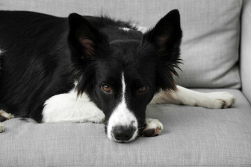 Cute Border Collie dog lying on sofa at home, closeup