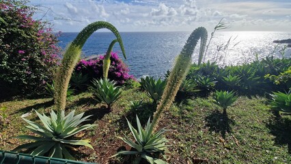 Agave attenuata, commonly called the foxtail or lion's tail agave or the swan's neck agave, is a species of flowering plant in the family Asparagaceae. in madeira