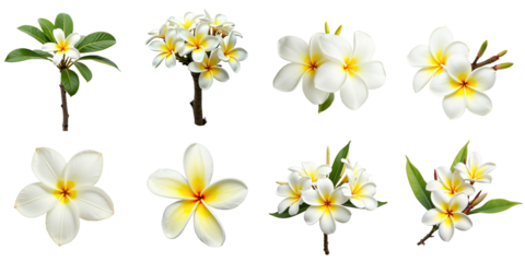 Collection of isolated Frangipani Plumeria flowers in various stages and arrangements on transparent background showcasing their distinctive white and yellow petals and green leaves