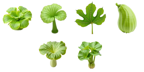 Variety of Colocasia esculenta plants and leaves displayed on a transparent background showcasing distinct shapes and textures of foliage and tubers.