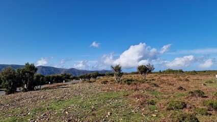Fanal forest
A small plateau on the ER 209 road that connects the foothills of Pico Ruivo with Porto Moniz. An inconspicuous car park is on it, over 1100 m above sea level. This altitude keeps the who