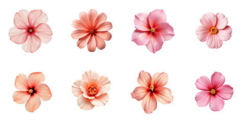 Collection of eight distinct pink and peach flowers arranged in two rows on a transparent background, showcasing various shapes and petal formations.