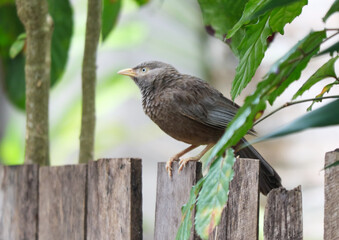 A bird is perched on a wooden fence