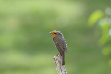 rouge gorge 