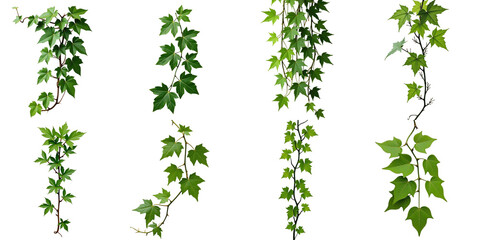 set of five isolated ivy vine branches with green leaves on transparent background suitable for botanical design or decorative purposes
