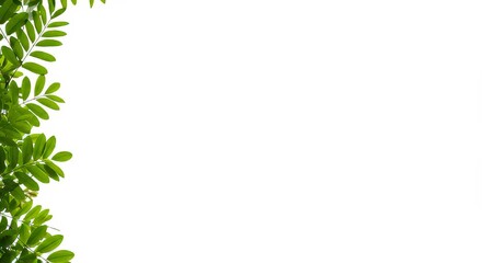 Fototapeta premium Fresh Green Foliage Bordering Blank White Canvas for Creative Design