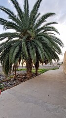 Obraz premium palm tree in madeira