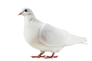 Pigeon Perched on Pure Surface. White or PNG Transparent Background.