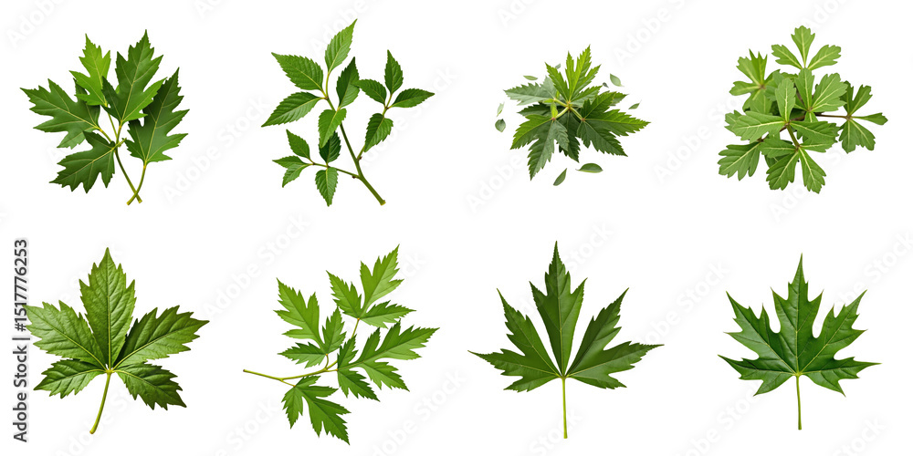 Poster cumin leaves collection isolated on transparent background showcasing various sizes and shapes of fr