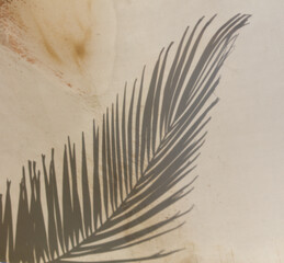 A leaf casts a shadow on a white background