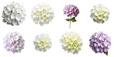 Collection of various hydrangea flower heads featuring multiple colors including white, purple, and light green isolated on a transparent background for design use.