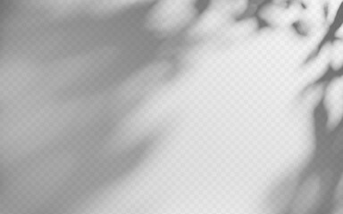 Abstract shadow overlay from tree branch on a transparent background.