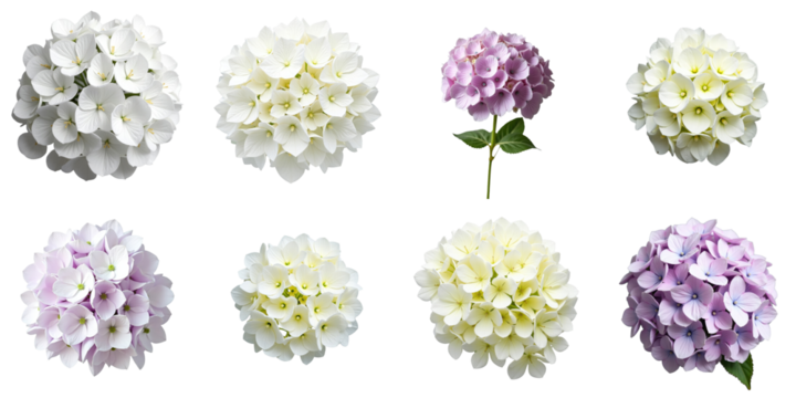 Collection of various hydrangea flower heads featuring multiple colors including white, purple, and light green isolated on a transparent background for design use.