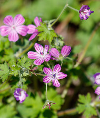 Obraz premium A bunch of pink flowers with green stems