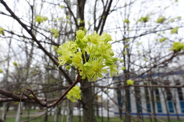 Corymb of greenish yellow flowers of Acer platanoides tree in April