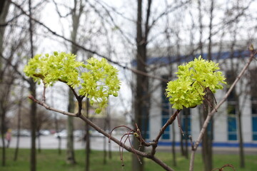 Four corymbs of greenish yellow flowers of Acer platanoides tree in April