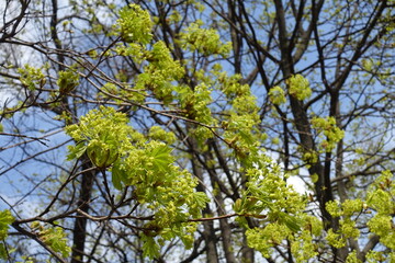 Greenish yellow flowers of Acer platanoides tree against blue sky in April