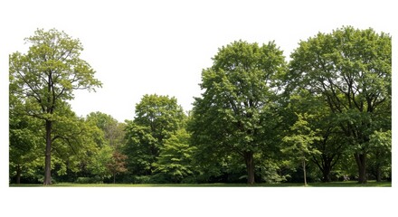 Lush greenery and tall trees create a serene woodland ambiance backdrop