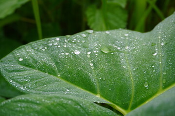 morning dew on the leaves