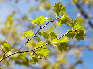 A leafy tree branch with green leaves and a blue sky in the background