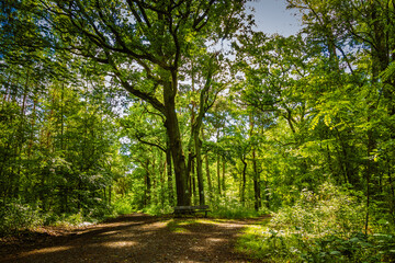 Naklejka premium Weg Gabelung im Wald.