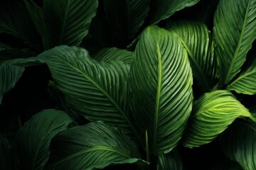 Dark Green Tropical Leaves with Dew Drops