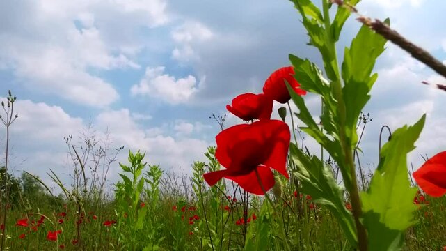 Campo spontaneo di papaveri