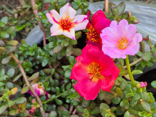 Common Purslane, Verdolaga, Pigweed, Little Hogweed, Pusley