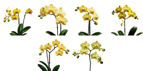Yellow orchid flower arrangement with multiple views on transparent background, displaying blooms and foliage, isolated for emphasis on botanical details.