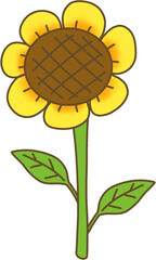 sunflower on a white background