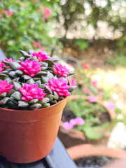 anacampseros Rufescens Pink Succulent Leaves