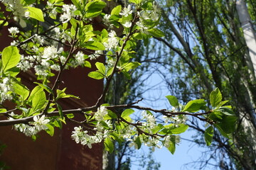 Green leaves and white flowers of cherry tree in May
