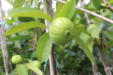 Garcinia cambogia is a tropical fruit plant on farm
