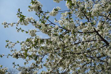 Light blue sky and branches of blossoming cherry tree in April