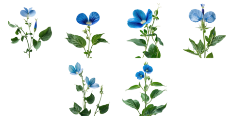 Butterfly pea flower Clitoria ternatea with vibrant blue petals and green leaves isolated on transparent background arranged in multiple views showcasing floral details and structure.