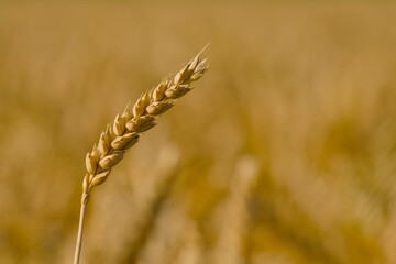 ripe ear of wheat in the agricultural field close-up

