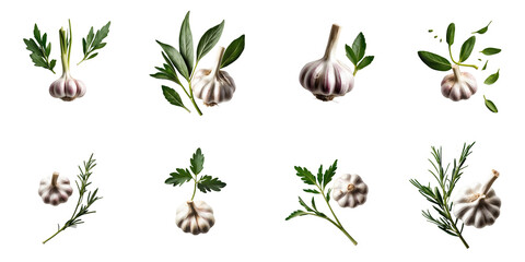 Fototapeta premium Assorted garlic bulbs and fresh herbs including parsley and rosemary isolated on transparent background for culinary and design use.