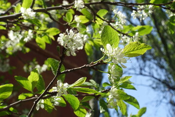 Young leaves and white flowers of cherry tree in May