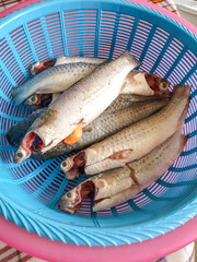 fresh mullet fish in blue plastic basket