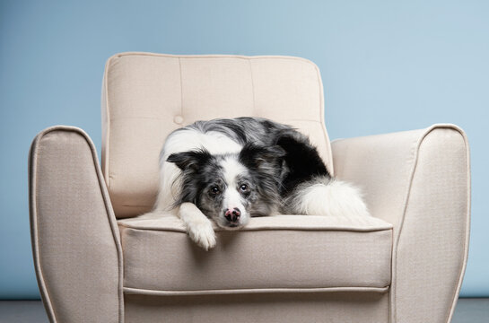 A border collie is lying comfortably on a beige armchair, its head resting on the armrest.