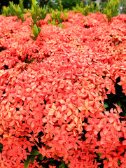 red Ixora flowers in the garden