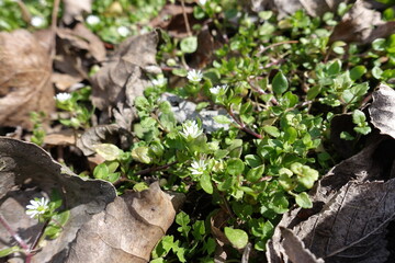 Obraz premium Blooming stellaria media covered with fallen leaves in April