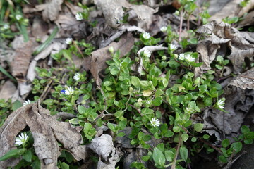 Fallen leaves and stellaria media with white flowers in April