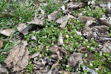 Dry leaves and stellaria media with white flowers in April