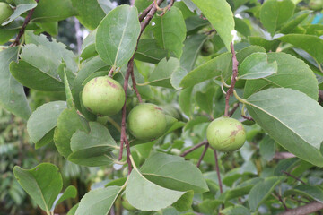 manila cherry fruit on tree in farm