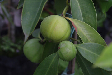 Garcinia cambogia is a tropical fruit plant on farm