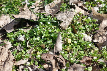Flowering stellaria media covered with fallen leaves in April