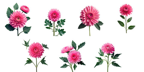 Bright pink chrysanthemum flowers with green leaves arranged in various positions on a transparent background, featuring top view and side perspectives of floral elements.